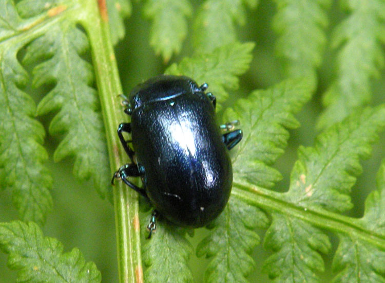 Chrysomelidae: Oreina sp.